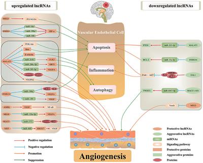 The Regulatory Functions of lncRNAs on Angiogenesis Following Ischemic Stroke